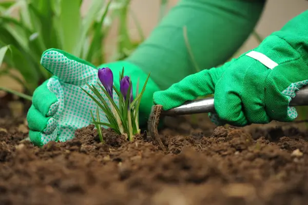 Refinando a Estética Verde: Estratégias para a Vitalidade do seu Jardim